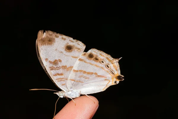 대리석된 맵 나비 — Zdjęcie stockowe