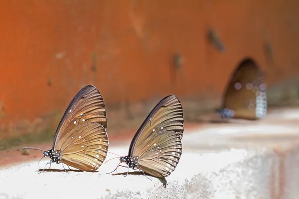 Длинные синие вороны-бабочки — стоковое фото
