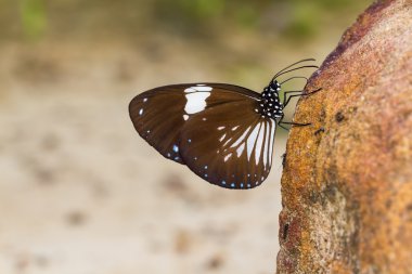 Saksağan karga kelebek