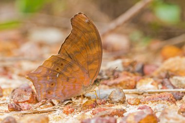büyük Asur kelebek