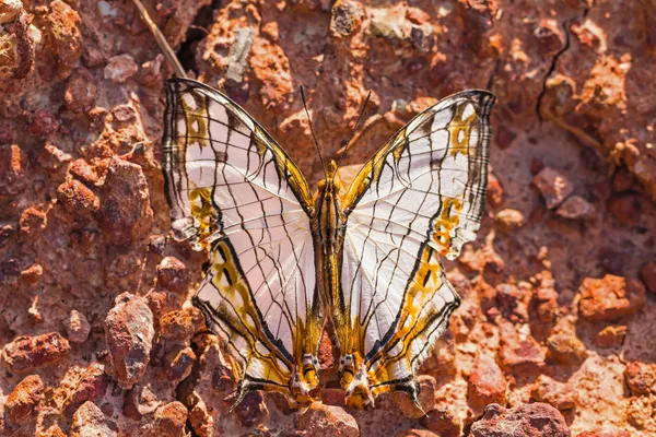 Mapa común de mariposa — Foto de Stock