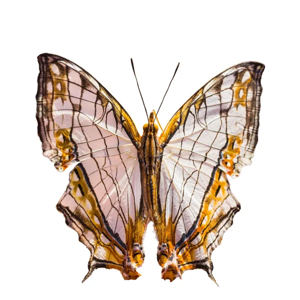 Mapa comum borboleta — Fotografia de Stock