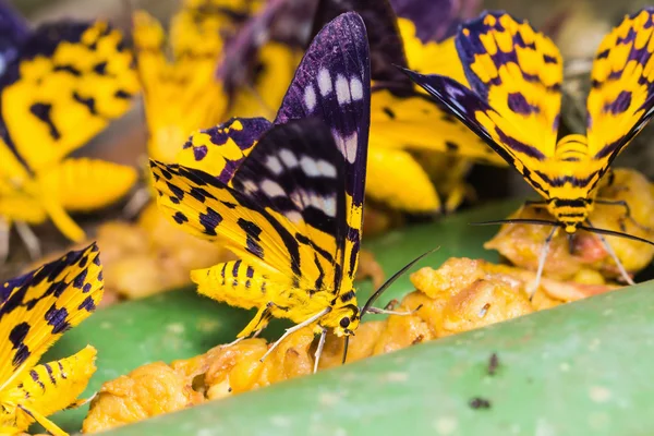 Polillas de Dysphania militaris — Foto de Stock