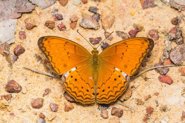 Mariposa común de Yeoman —  Fotos de Stock