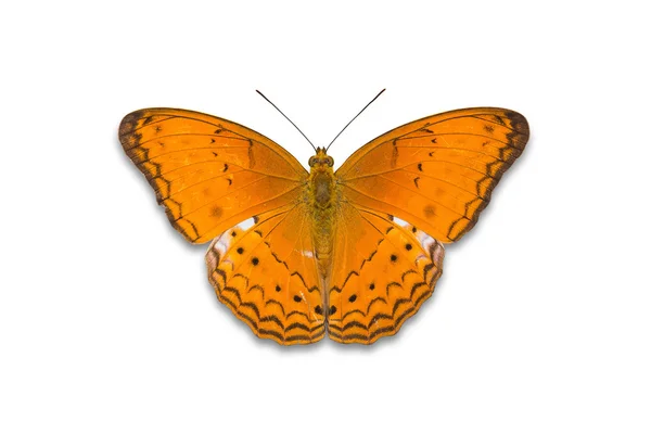 Gemeenschappelijke eigenerfde vlinder — Stockfoto