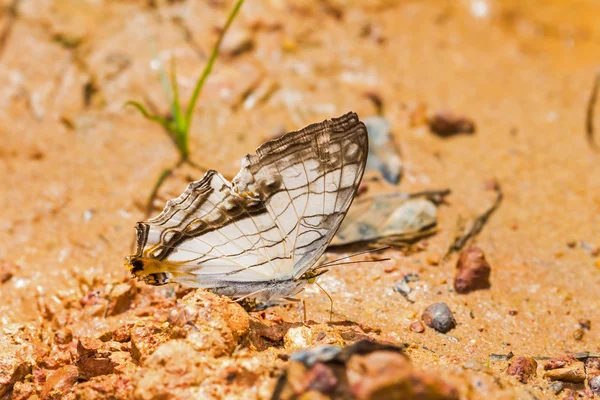 Mapa común de mariposa — Foto de Stock