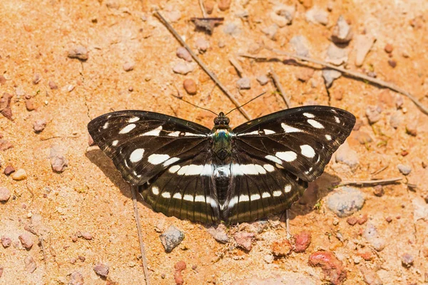 Sargt-dash sargento borboleta — Fotografia de Stock