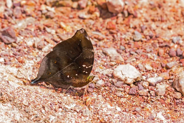 Outono folha borboleta — Fotografia de Stock