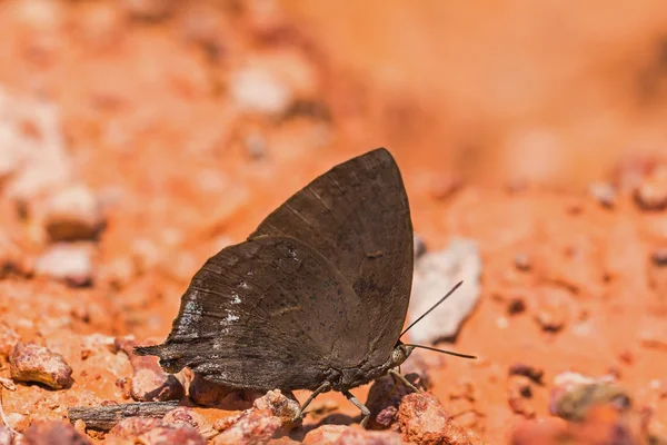 Farfalla blu foglia viola — Foto Stock