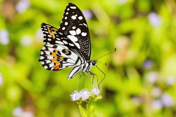 Borboleta de limão — Fotografia de Stock