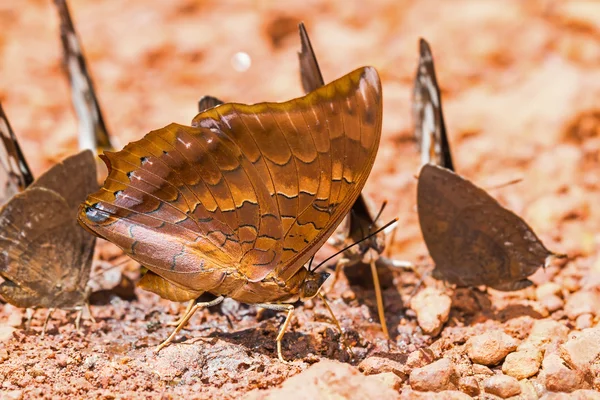 Scarce Tawny Rajah mariposa — Foto de Stock