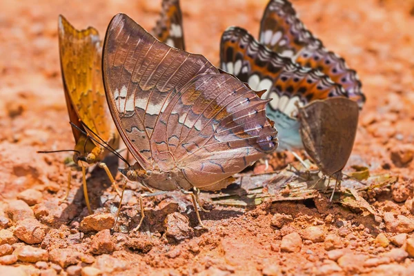 Tawny Rajah mariposa — Foto de Stock