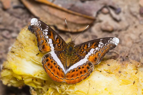 蝶の騎士 — ストック写真