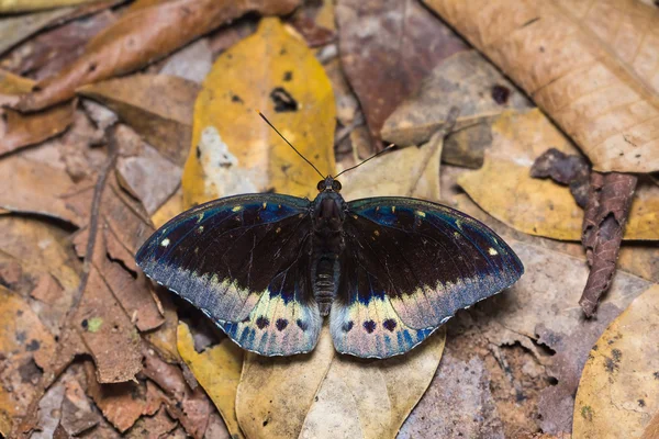 Mariposa común Archiduque —  Fotos de Stock