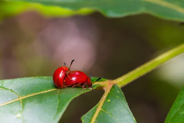 Red lady beetles — Stock Photo, Image