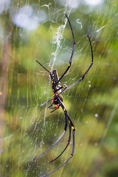 Giant wood spider — Stock Photo, Image