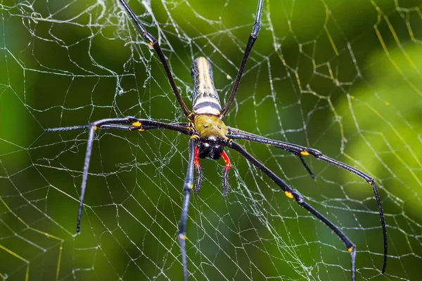 Araña de madera gigante — Foto de Stock