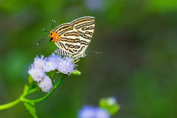 Club silverline butterfly — Stock Photo, Image