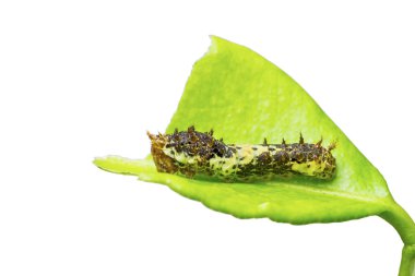 Lime butterfly caterpillar clipart