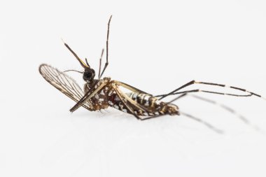 Carcass of yellow fever mosquito clipart