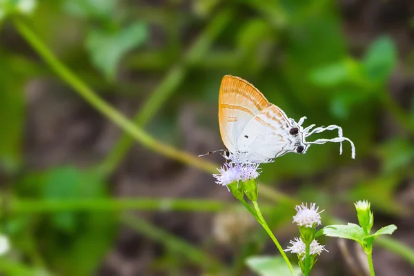 Papillon à gros seins moelleux — Photo