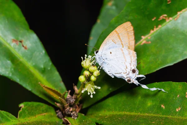 Pluizig mezen vlinder — Stockfoto