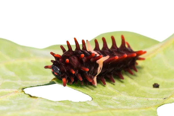 Közös Rózsa caterpillar — Stock Fotó
