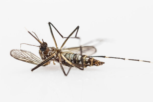 Carcass of yellow fever mosquito