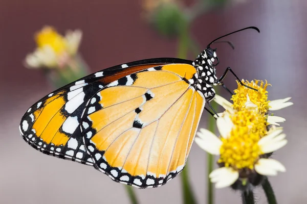 Düz kaplan kelebek — Stok fotoğraf