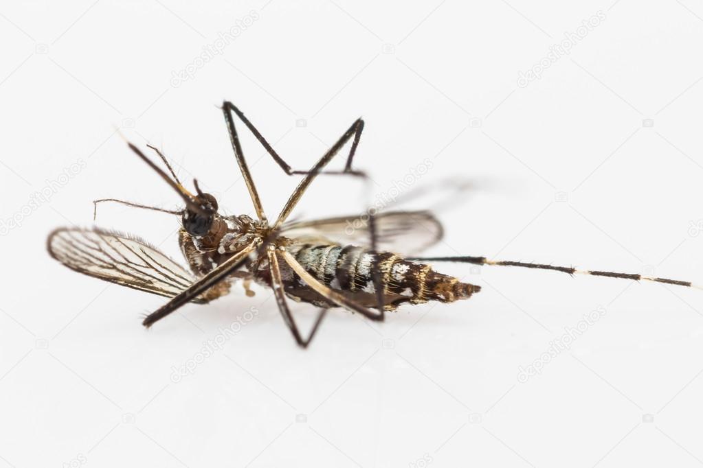 Carcass of yellow fever mosquito