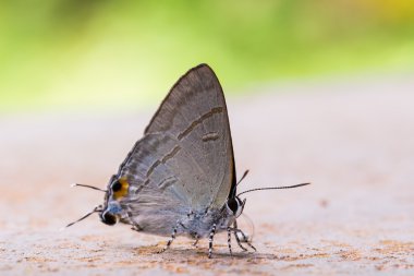 ortak baştankara kelebek