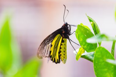erkek golden birdwing kelebek