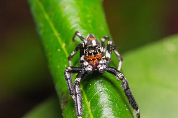 Jumping spider — Fotografie, imagine de stoc