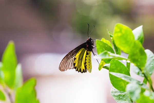 Αρσενικό birdwing χρυσή πεταλούδα — Φωτογραφία Αρχείου