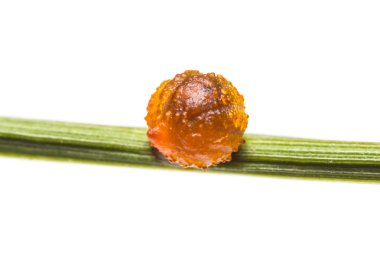 ortak gül kelebeğin yumurta