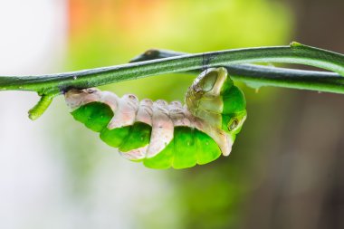 Olgun büyük mormon tırtıl