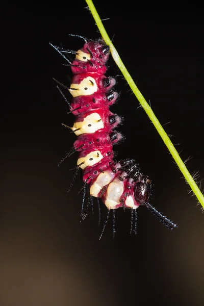 Leopard lacewing caterpillar — Stockfoto