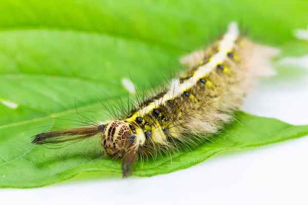 Roseapple caterpillar — Stock Photo, Image