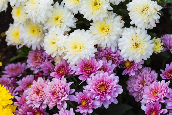 Chrysanthemums flowers — Stock Photo, Image