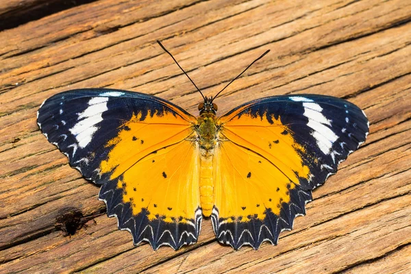 Erkek leopard lacewing kelebek — Stok fotoğraf