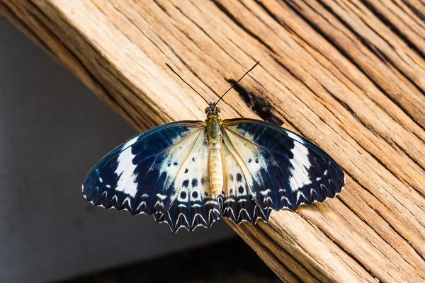 Lacewing leopardo fêmea borboleta — Fotografia de Stock