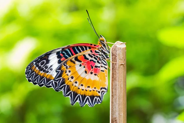 Macho leopardo lacewing mariposa — Foto de Stock