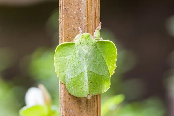 Mariposa de lagarta de roseira macho — Fotografia de Stock