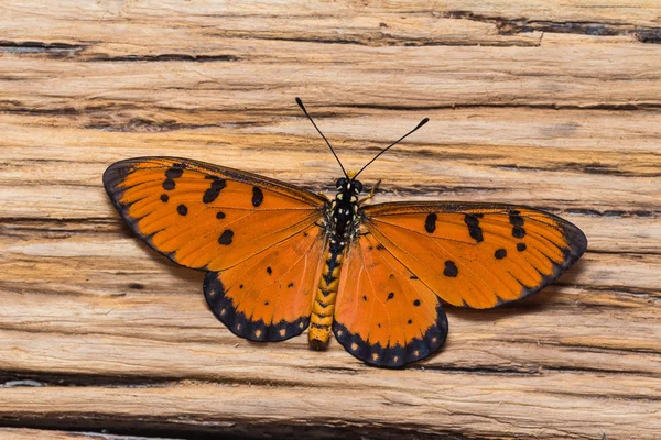 Motyl mężczyzna coster tawny — Zdjęcie stockowe