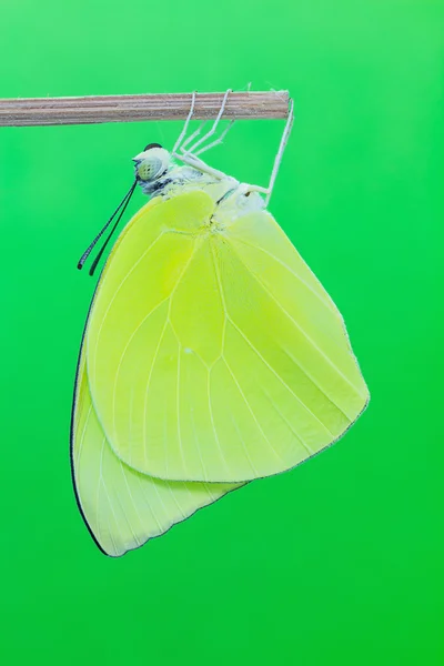 Limão masculino borboleta emigrante — Fotografia de Stock