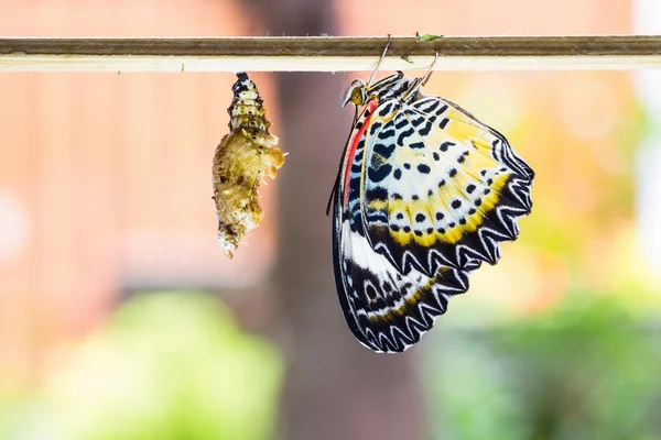 Vrouwelijke leopard lacewing vlinder — Stockfoto