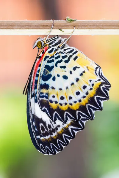 Lacewing leopardo fêmea borboleta — Fotografia de Stock