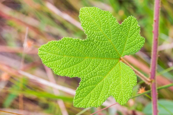 Groen blad — Stockfoto