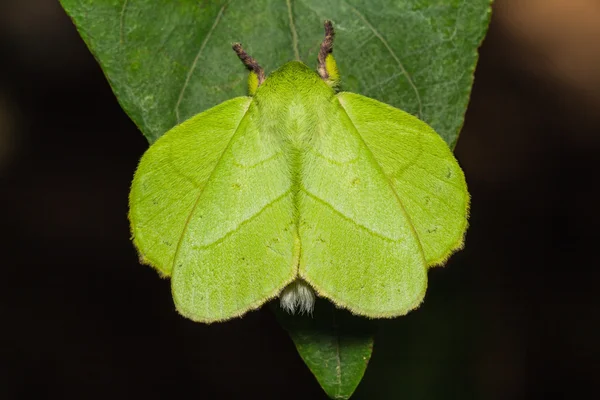 Male roseapple caterpillar moth — Stock Photo, Image
