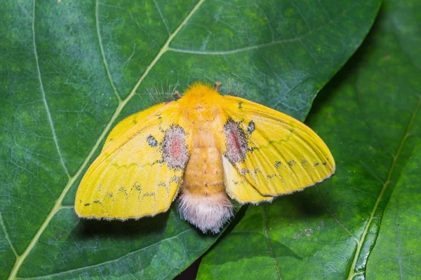 Kvinnliga roseapple larv moth — Stockfoto